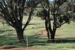Grass-Track.jpg